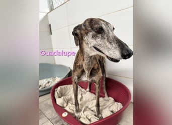 Guadalupe geb. 01/2015 (ESP) - soziale, liebevolle Galga will endlich Liebe kennenlernen!
