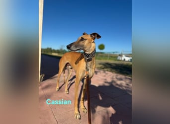 Cassian geb. 07/2023 (ESP) - freundlicher und sozialer Galgo sucht liebevolles Zuhause!