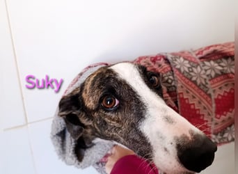Suky geb. 02/2023 (ESP) - fröhliche und liebevolle Galgo Espanol Hündin sucht eine Familie!