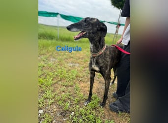 Caligula geb. 12/2020 (ESP) - eleganter, ganz besonderer Galgo!