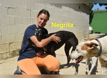 Negrita geb. 09/2022 (ESP) - edle und menschenbezogene Galga, eine treue Seele!