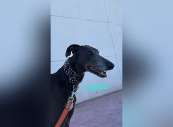 Logan2 geb. 01/2024 (ESP) - ausgeglichener und sozialer Galgo!