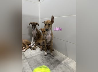 Lida geb. 06/2026 (ESP) - offenes, fröhliches Galgomädchen. Unser Sonnenschein!