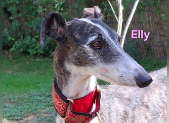 Elly geb. 07/2020 (in Deutschland) - liebevolle, verspielte Rauhhaargalga!