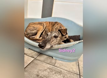 Sidney2 geb. 04/2019 (ESP) - menschenbezogene Galga sucht ihr Für-immer-Körbchen!