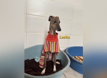 Lucita geb. 03/2022 (ESP) - sanfte und ruhige Galga sucht ihr Körbchen!