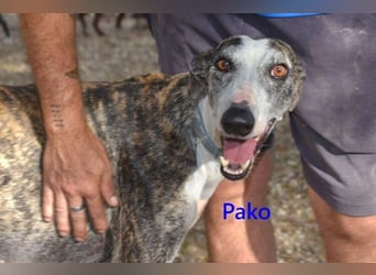 Pako geb. 07/2022 (ESP) - unheimlich lieber, fröhlicher Traumgalgo sucht ebensolche Menschen!