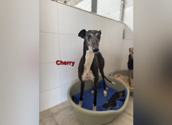 Cherry geb. 10/2021 (ESP) - wunderschöne, soziale Galga sucht ihre Menschen!