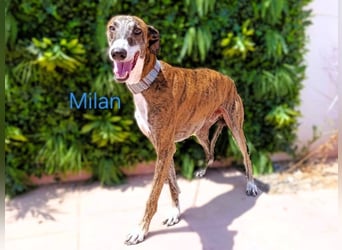 Milan geb. 06/2020 (ESP) - ausgeglichener, anhänglicher und sanfter Galgo!