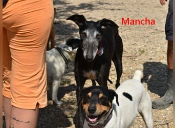 Mancha geb. 06/2019 (ESP) - liebevolle, zärtliche Galga sucht ihre Menschen!