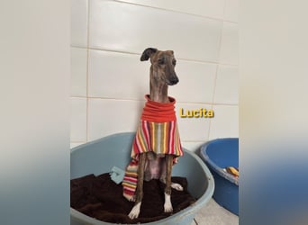 Lucita geb. 03/2022 (ESP) - sanfte und ruhige Galga sucht ihr Körbchen!