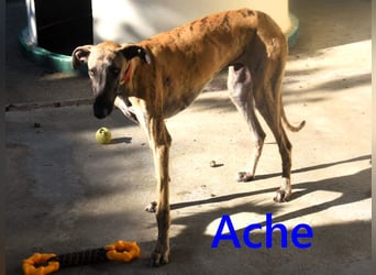 Ache geb. 03/2025 (ESP) - menschenbezogener und verspielter, junger Galgo!