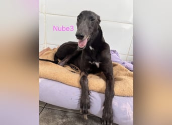 Nube3 geb. 03/2024 (ESP) - dringend Pflegestelle oder Zuhause für liebevolle Galga gesucht!