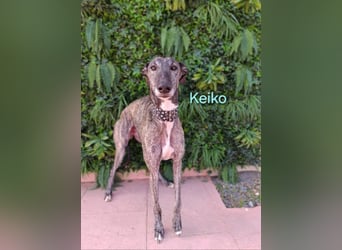 Keiko geb. 07/2020 (ESP) - liebevoller Galgomann sucht seine Familie!