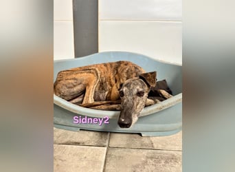 Sidney2 geb. 04/2019 (ESP) - menschenbezogene Galga sucht ihr Für-immer-Körbchen!