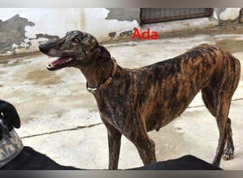 Ada geb. 07/2024 (ESP) - menschenbezogene, sanfte Galga!