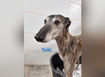 Totki geb. 06/2023 (ESP) - sanfter, feinfühliger Galgo der Herzen leise berührt!
