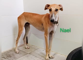 Nael geb. 11/2023 (ESP) - edler, sensibler und wunderschöner Galgo!