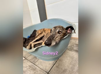 Sidney2 geb. 04/2019 (ESP) - menschenbezogene Galga sucht ihr Für-immer-Körbchen!