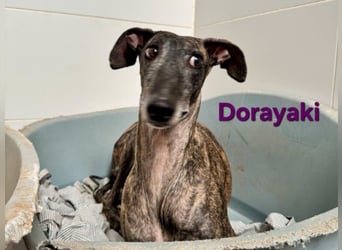 Dorayaki geb. 02/2021 (ESP) - sanfte Galga will Vertrauen neu lernen!