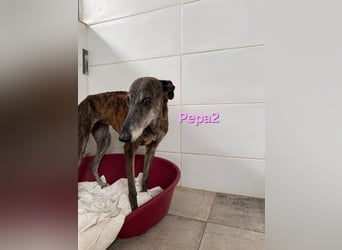 Pepa2 geb. 01/2015 (ESP) - sanfte, soziale Galga verdient endlich ein schönes Leben!