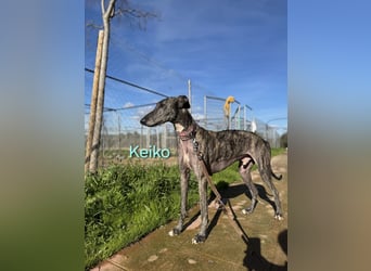 Keiko geb. 07/2020 (ESP) - liebevoller Galgomann sucht seine Familie!