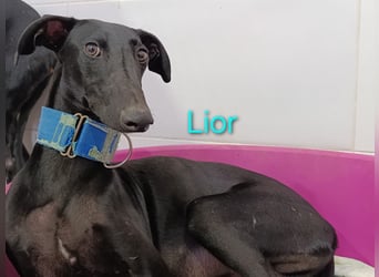 Lior geb. 11/2023 (ESP) - zärtlicher und unterwürfiger Galgo!