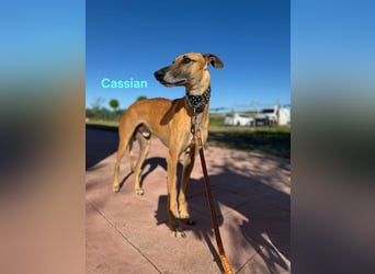 Cassian geb. 07/2023 (ESP) - freundlicher und sozialer Galgo sucht liebevolles Zuhause!