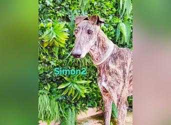 Simon2 geb. 09/2019 (ESP) - unkomplizierter Galgo verdient endlich sein Glück!