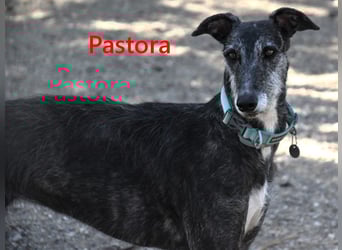 Pastora geb. 06/2021 (ESP) - liebevolle und verschmuste, rauhaarige Traum-Galga!