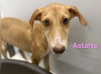 Astarte geb. 06/2026 (ESP) - wunderschönes Galgomädchen sucht ihre Familie!