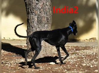 India2 geb. 07/2023 (ESP) - sehr freundliche und soziale, hübsche Galga!