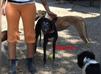 Mancha geb. 06/2019 (ESP) - liebevolle, zärtliche Galga sucht ihre Menschen!