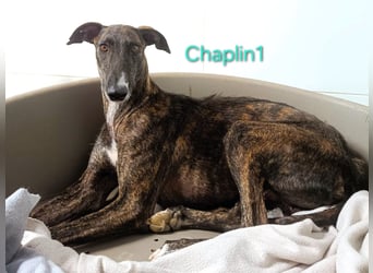 Chaplin1 geb. 01/2023 (ESP) - ruhiger und anhänglicher, sanfter Galgo!