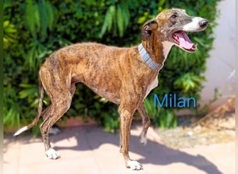 Milan geb. 06/2020 (ESP) - ausgeglichener, anhänglicher und sanfter Galgo!