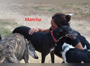 Mancha geb. 06/2019 (ESP) - liebevolle, zärtliche Galga sucht ihre Menschen!