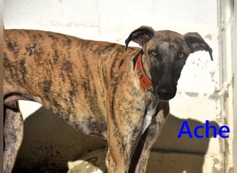 Ache geb. 03/2025 (ESP) - menschenbezogener und verspielter, junger Galgo!
