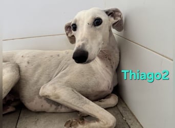 Thaigo2 geb. 03/2024 (ESP) - NOTFALL! erfahrene Hundemenschen gesucht!