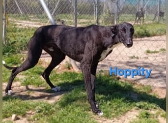 Hoppity geb. 04/2023 (ESP) - freundlicher Galgo sucht seine Familie mit Hundekumpel!