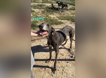 Logan2 geb. 01/2024 (ESP) - ausgeglichener und sozialer Galgo in seltener Farbe!