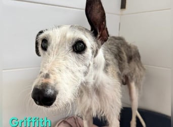 Griffith geb. 01/2021 (ESP) - ein ganz besonderer Galgo sucht seine Menschen!