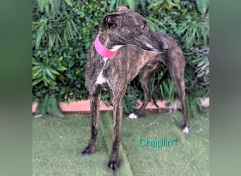 Chaplin1 geb. 01/2023 (ESP) - ruhiger und anhänglicher, sanfter Galgo!