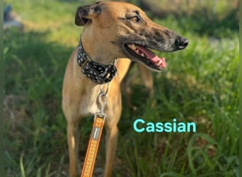 Cassian geb. 07/2023 (ESP) - freundlicher und sozialer Galgo sucht liebevolles Zuhause!