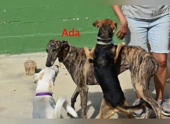 Ada geb. 07/2024 (ESP) - menschenbezogene, sanfte Galga!