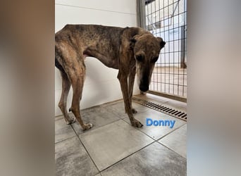 Donny geb. 04/2022 (ESP) - sanfter Galgo der so viel mehr verdient hat!