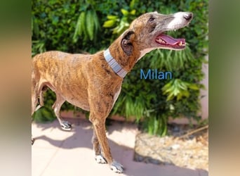 Milan geb. 06/2020 (ESP) - ausgeglichener, anhänglicher und sanfter Galgo!