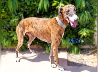 Milan geb. 06/2020 (ESP) - ausgeglichener, anhänglicher und sanfter Galgo!