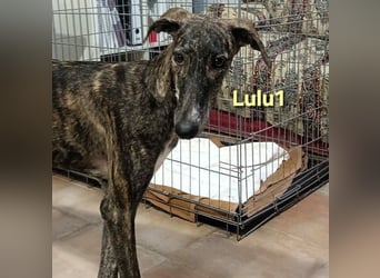 Lulu1 geb. 02/2025 (ESP) - sympathisches und fröhliches Galgo Mädchen!