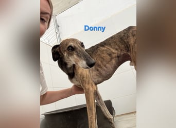 Donny geb. 04/2022 (ESP) - sanfter Galgo der so viel mehr verdient hat!