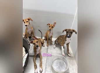 Elsie geb. 06/2026 (ESP) - verspielte Galgowelpin will die Welt entdecken!
